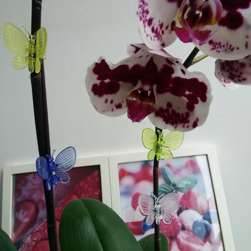 10 шт. зажимов для формирования стеблей орхидей, зажимы для поддержки растений, регулируемые для прививочных зажимов для виноградных лоз 32 мм x 39 мм