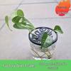 Durable Indoor Plant Propagation Cutting Tray with Anti-Fall Lid