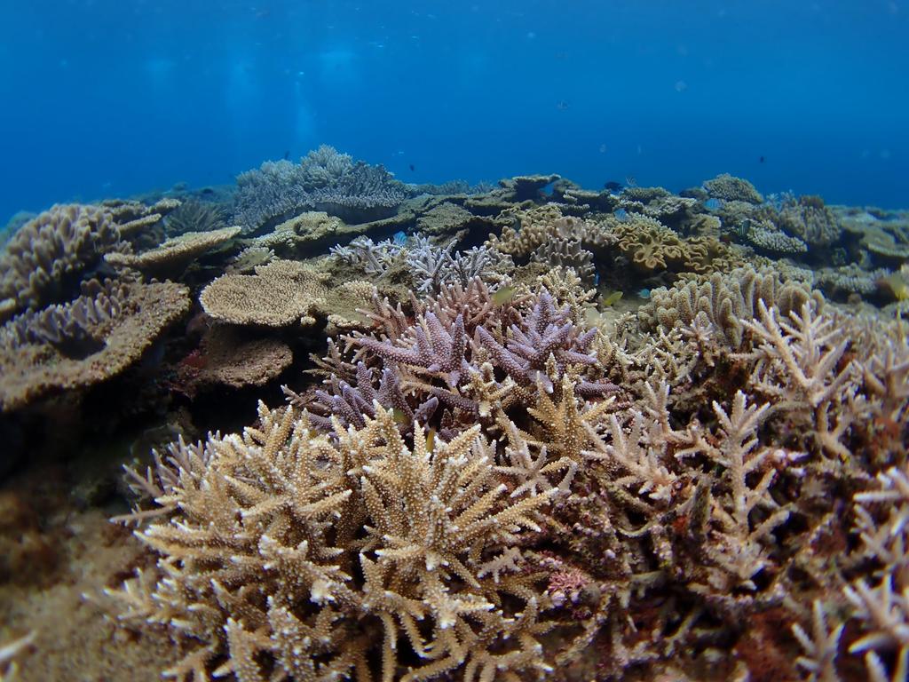 Конвертер «рыбий глаз» FCON-T02 (TG-5/TG-6/TG-7/макросъемка/подводная съемка/на открытом воздухе)