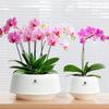 Moisturizing Meshpot Orchid Pot Thickening Root Control Flowerpot Growing Pots  Bonsai Planting