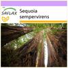 Прибрежное секвойя - 50 семян - Sequoia sempervirens