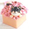 Piearth, ведущий бренд хрустальных шкатулок для украшений. Шиба-ину Котецу Шкатулка для украшений ex510-2 ex510 [Прямой магазин Pierce]