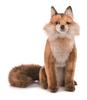 Hansa Red Fox 30 № 6098