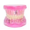 Transparent Adult Teeth Model Pathological Repair Studying Dental Teaching Tools