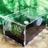 Hatcher Lizard Container Insect Breeding Box Hatching Terrariums Reptile Incubator Insect Supplies