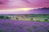 Epoch 1000-piece Jigsaw Puzzle: Aim To Become a Puzzle Master Lavender-Colored Furano - Hokkaido (50x75cm)