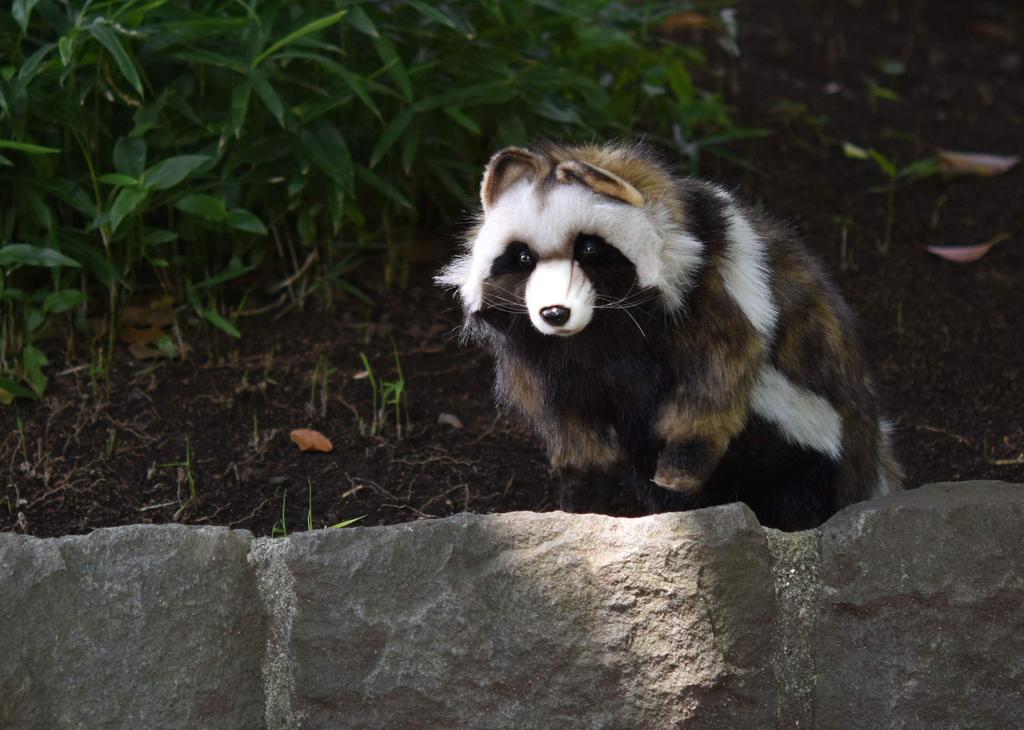 BH7256 HANSA Raccoon 46