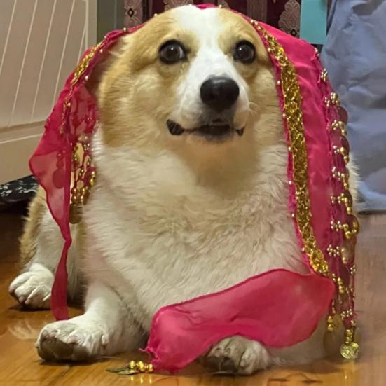 Dog Belly Dance Costume Corgi Dog Waist Chain Butt Curtain Clothes with