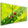 Three Piece Picture Canvas Print Ladybird Leaf Drops