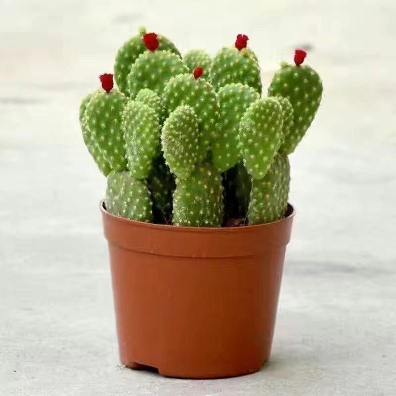 Layered Mountain Succulent: Green Cactus Money Tree for Indoor Spaces