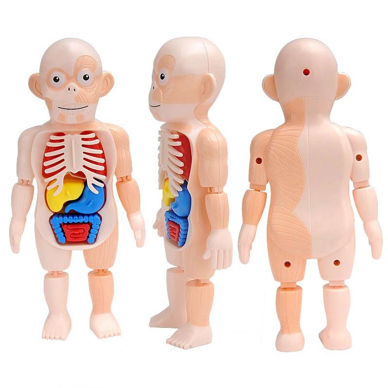 Non-Toxic Montessori Toys Children Science Education Human Body Organ Anatomy Model Diy Assembled Medical Toys Teaching Tools Child Kids