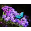 Алмазная картина цветы бабочка Алмазная вышивка полный круглый стразы домашний декор