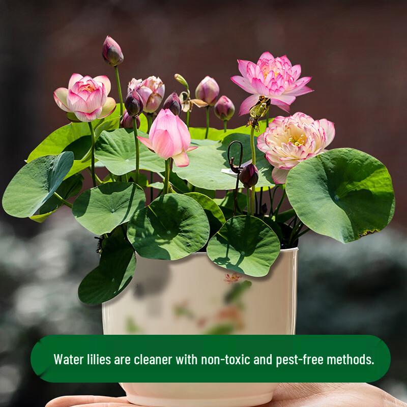 Dewodo Lotus Pond Nutrient Soil