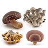 Mushroom Ornament Great Realistic Exquisite Mushroom Mold Miniature Mushroom Figurine Ornament Mushroom Ornament Table Decor