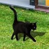 Black Acrylic Cat Stake Waterproof Simulation Black Cat Statue Cat Garden Stake  Courtyard