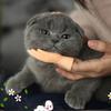 Плоская Рука Стиль Забавная Мини Рука Миниатюрная Пальчиковая Кукла Левая Правая Рука Крошечная Рука