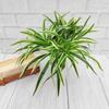 Plastic Artificial Chlorophytum Plants Realistic Fake Plant Party Wedding Decor