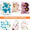 104Pcs Pressed Dried Flowers Set Real Natural Pressing Floral Leaves DIY Multipurpose Real Pressed Flowers Dry Leaves Kit