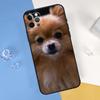 Чехол для телефона с изображением собаки породы Померанский шпиц Для iPhone 16 Pro Max 12 13 Mini 11 14 15 Pro Max XR 16 15 Plus 16e Защитный корпус