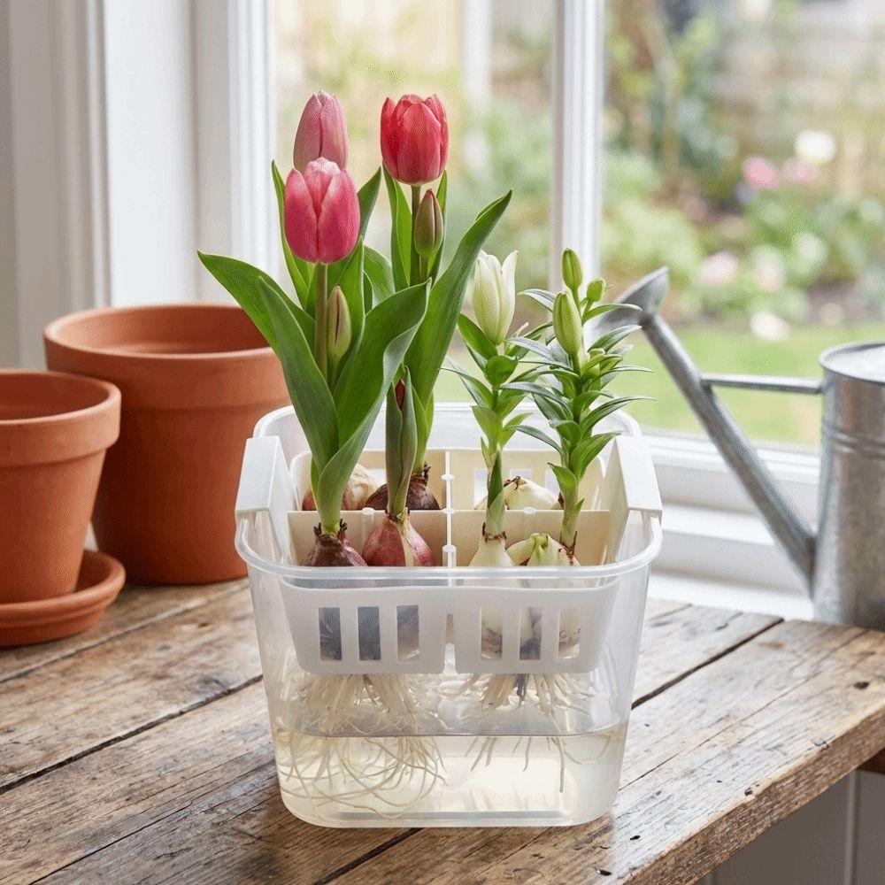 Clear Water Culture Planter Planter Containers Tulip Bulb Planter Balcony Planting