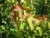 SAFLAX American Sweet Gum - 100 семян - Liquidamber styraciflua