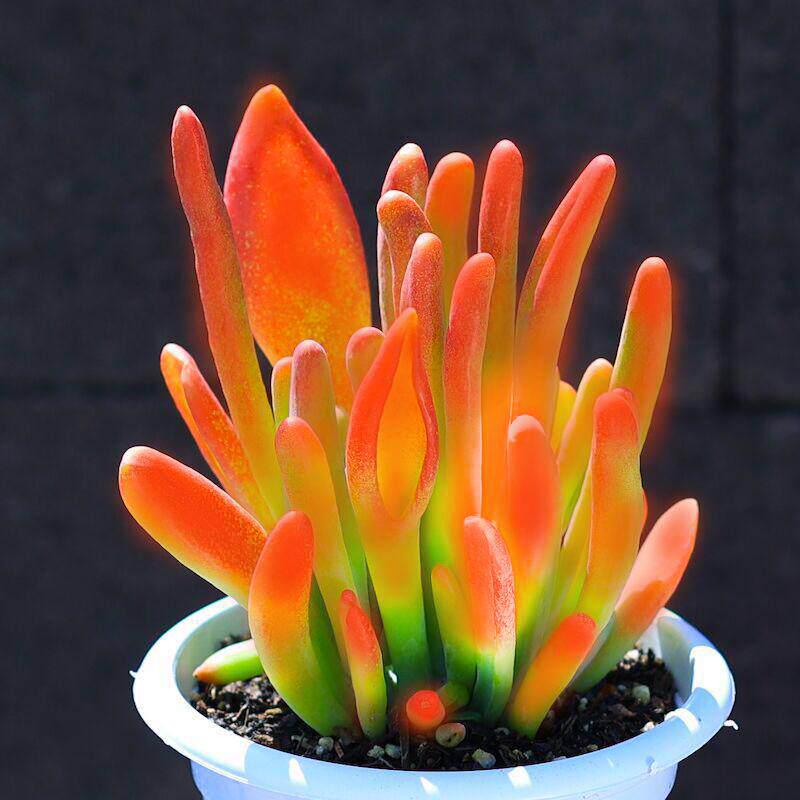 Fire Fox Moonstone Succulent – Rare Indoor Potted Plant, Greenery & Radiation Protection