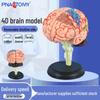 4D съемная анатомическая модель структуры мозга: Развивающая обучающая игрушка