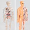 Прозрачный набор модели структуры тела человека 28-компонентная съемная анатомическая фигура