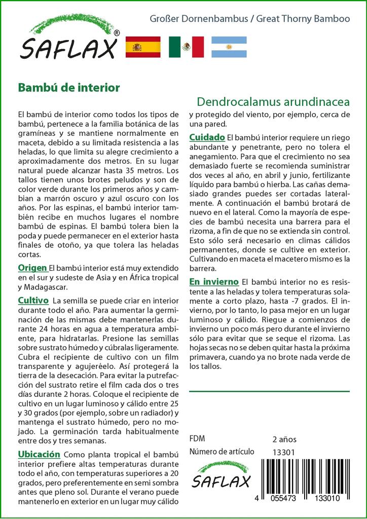 SAFLAX Бамбук большой колючий - 50 семян - Dendrocalamus arundinacea