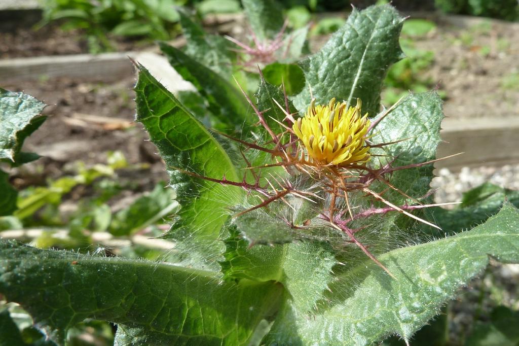 SAFLAX Сад в мешке - ул.. Чертополох Бенедикта - 50 семян - С субстратом в подходящем стоячем пакете - Cnicus benedictus