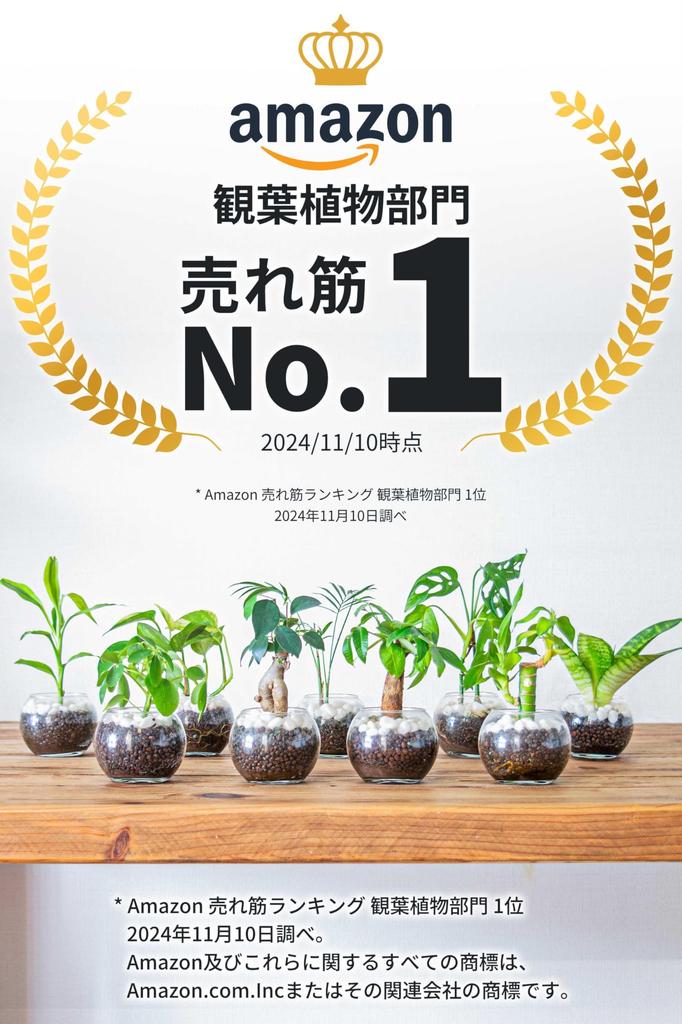 Подарочная коробка с сансевиерией, набор, коробка, которую можно подарить на День рождения, на свадьбу, на 60-летие, в качестве подарка. Настоящее комнатное растение, гидрокультура, мини.