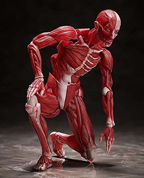 Figma Модель человеческого тела, Без масштаба, ABS и ПВХ, Окрашенная, Подвижная фигурка, F51042