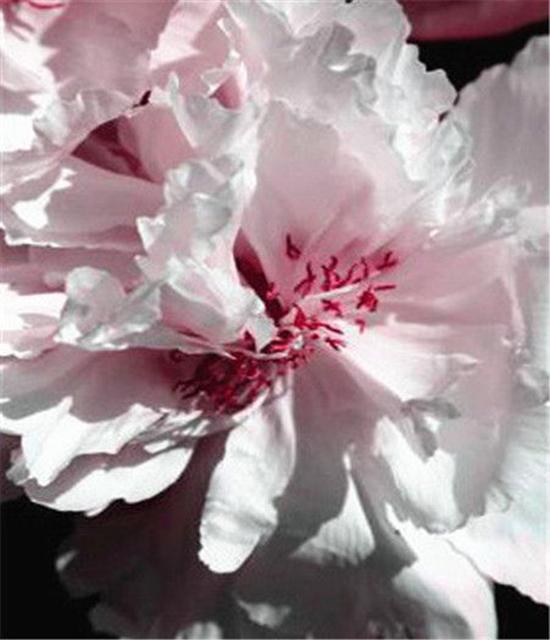 RUOPOTY DIY Frame Oil Painting By Numbers Flower Unique Gift On Canvas Wall Art Picture By Numbers For Living Room