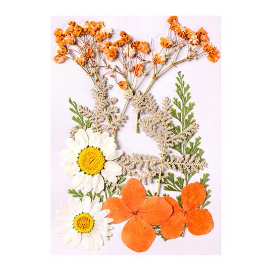 10 Pcs Pressed Dried Flowers Flat Real Dried Blooms All-Natural Colored Dried Flowers for DIY Crafts Scrapbooking Face Decoration