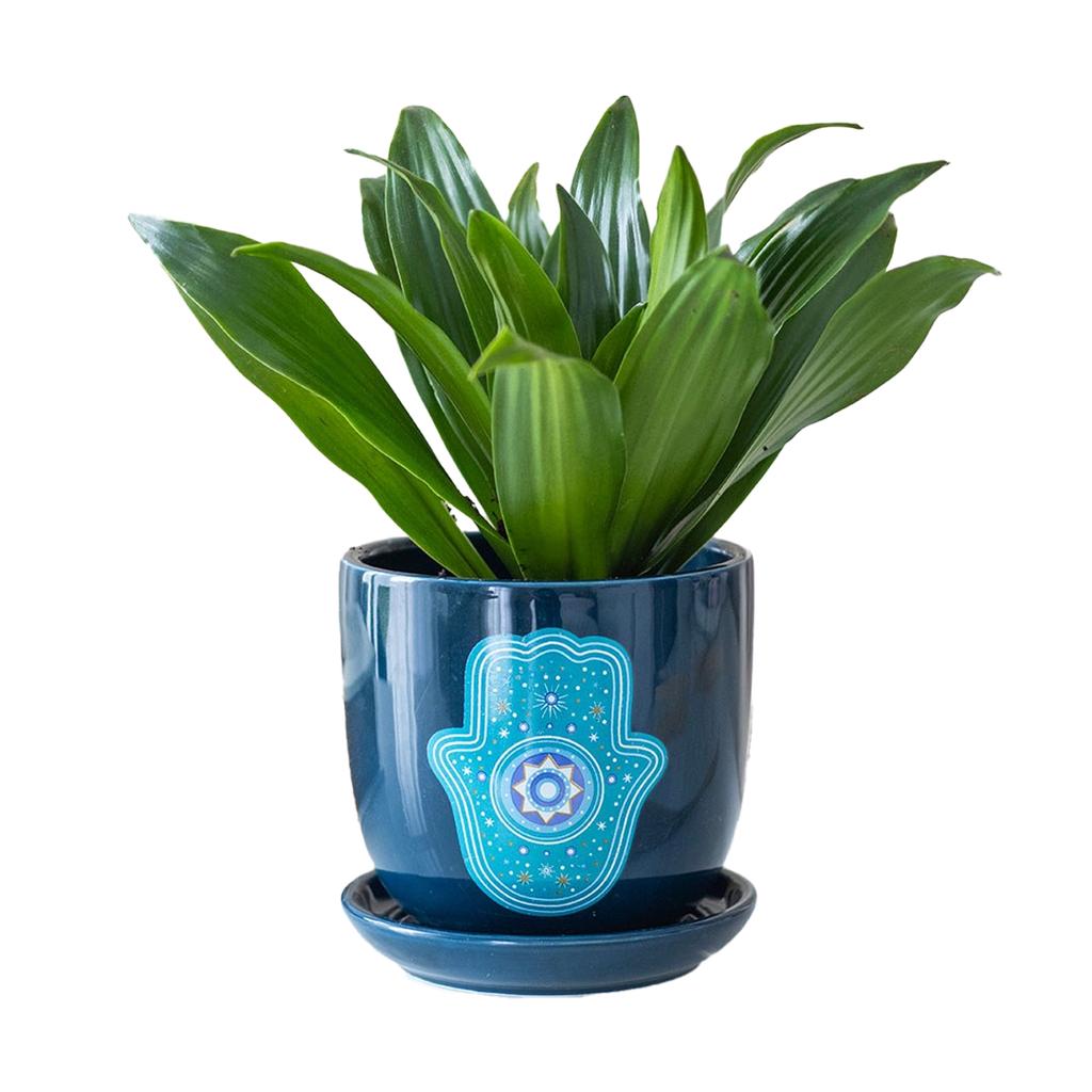 Something Different Hand of Hamsa Indoor Plant