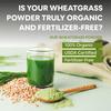 Carbamide Forte 100% Natural Organic Wheatgrass Powder | Wheat Grass Powder Organic  | Wheatgrass Juice Powder - 100g Wheatgrass Powder Organic