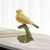 Реалистичная фигурка птицы Фигурка животного Коллекционная для мальчиков и девочек Домашний декор Имитация