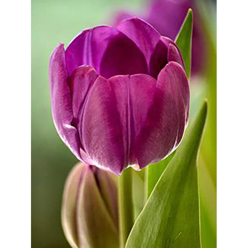 DIY 5D полный круглый дрель набор алмазов для рисования красивый цветок алмазная вышивка набор крестиков домашний декор подарок настенное искусство