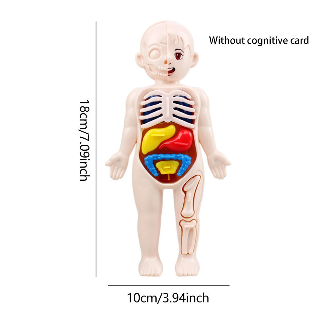 Non-Toxic Montessori Toys Children Science Education Human Body Organ Anatomy Model Diy Assembled Medical Toys Teaching Tools Child Kids