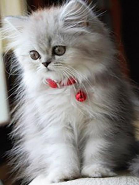 Алмазная картина Кот 5D DIY Алмазная вышивка Распродажа Вышивка крестиком Животные Стразы Мозаика Комплект украшения дома