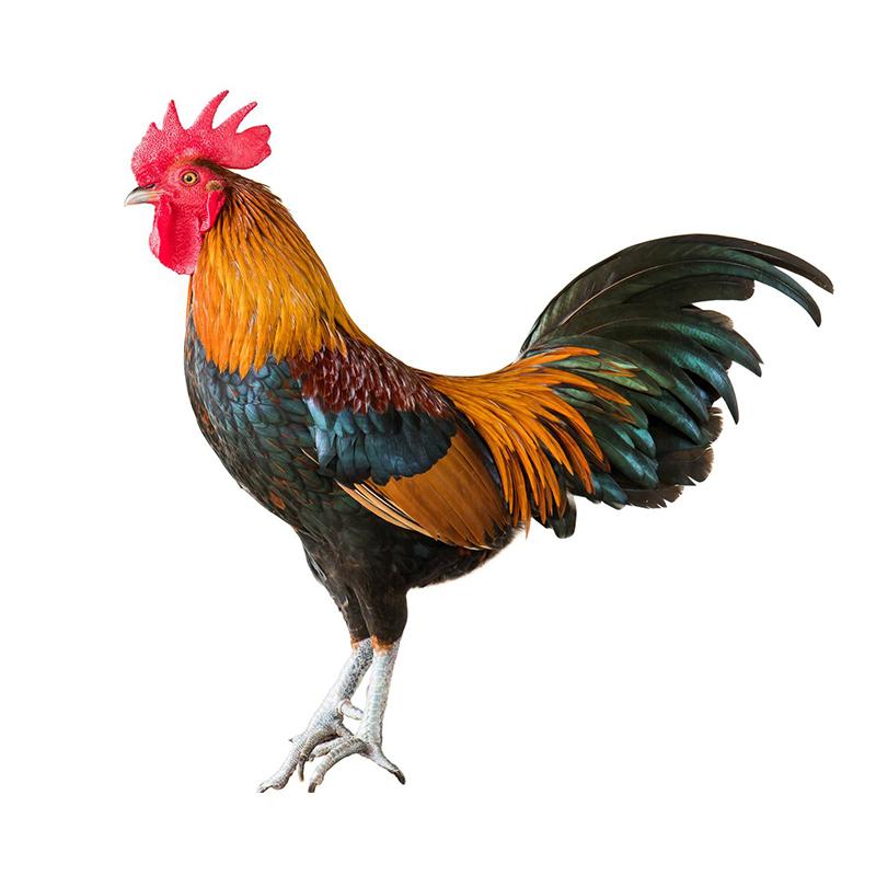 T377 # красивая наклейка с изображением петуха на автомобиль, виниловая наклейка, водонепроницаемые украшения, наклейки для автомобиля