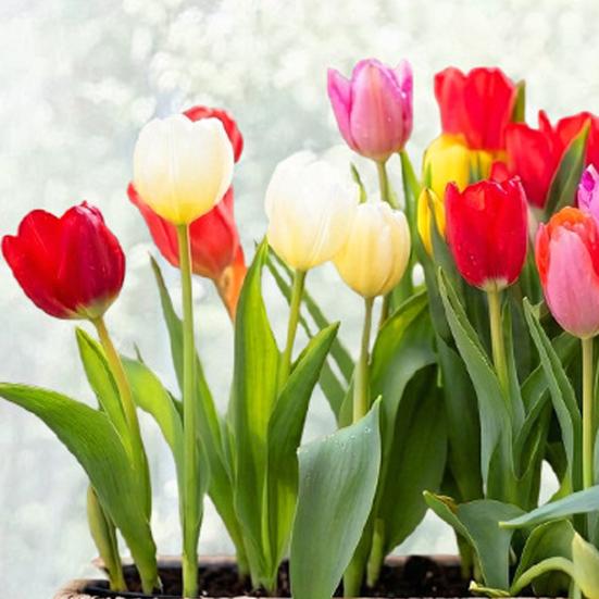 Window Decals Spring Garden Design Double-Sided Visibility Electrostatic Adsorption Glass Sticker Home Shop Window Decoration