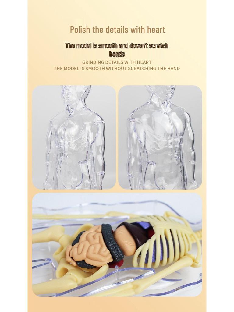 Children's Educational Anatomy Puzzle Toy - Cross-Border Human Skeleton Organ Assembly Model