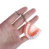 Resin Upper Jaw Teeth Shape Teeth Keyring Teeth Pendant Tooth Key Chain Denture Key Chain