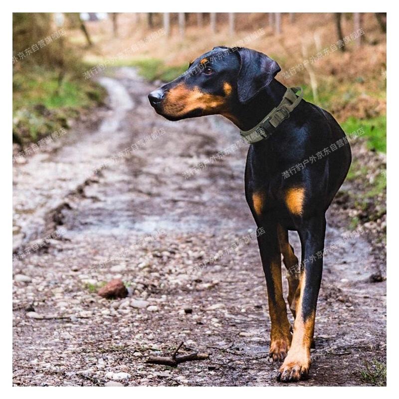 Stealth Leopard Nylon Training Dog Collar