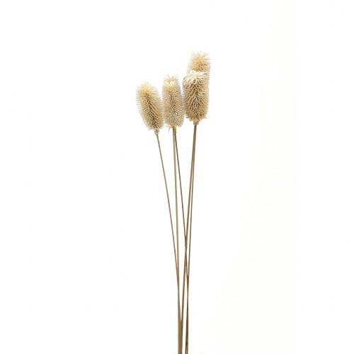 Hill Interiors Thistle Dried Plant