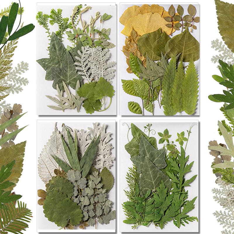 4 упаковки сушеных листьев, 84 шт., настоящие листья, образцы растений для детского сада, наклейки ручной работы, сделай сам