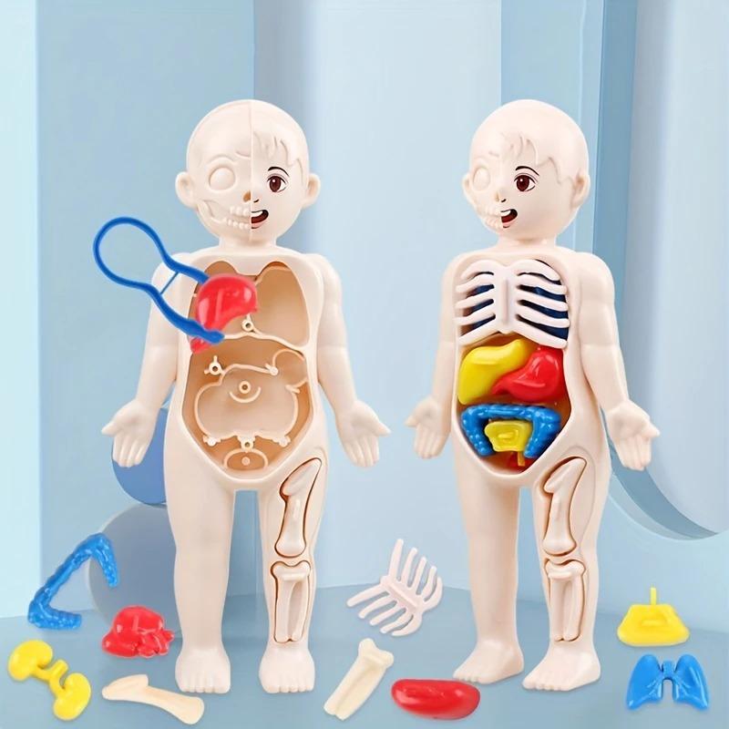 Human Anatomy Body Model Science Kits for Kids Realistic Human Body STEM Learning Educational Toys Birthday Gift for Boys Girls