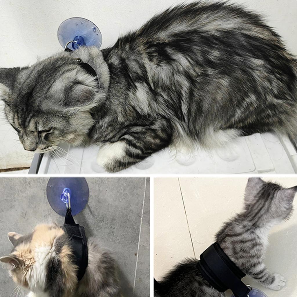 New Indulge Your Beloved Pet with a Luxurious and Rejuvenating Day At Our Opulent Pet Spa Salon - Pamper Them with Top-Quality G