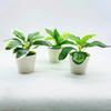 Искусственные зеленые растенияМаленькие горшечные растения Настольное украшение Искусственный цветок Бонсайи Искусственные цветущие растения